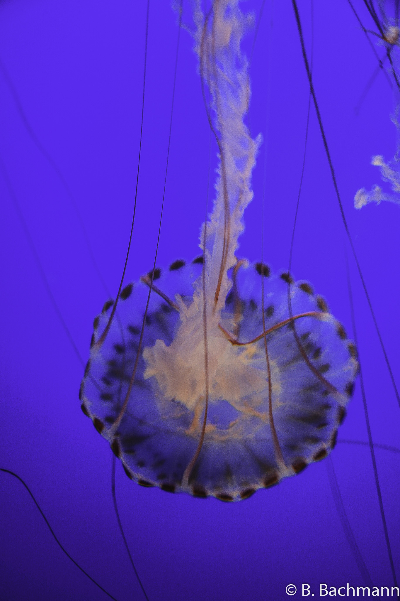 Jellyfish_0080.jpg