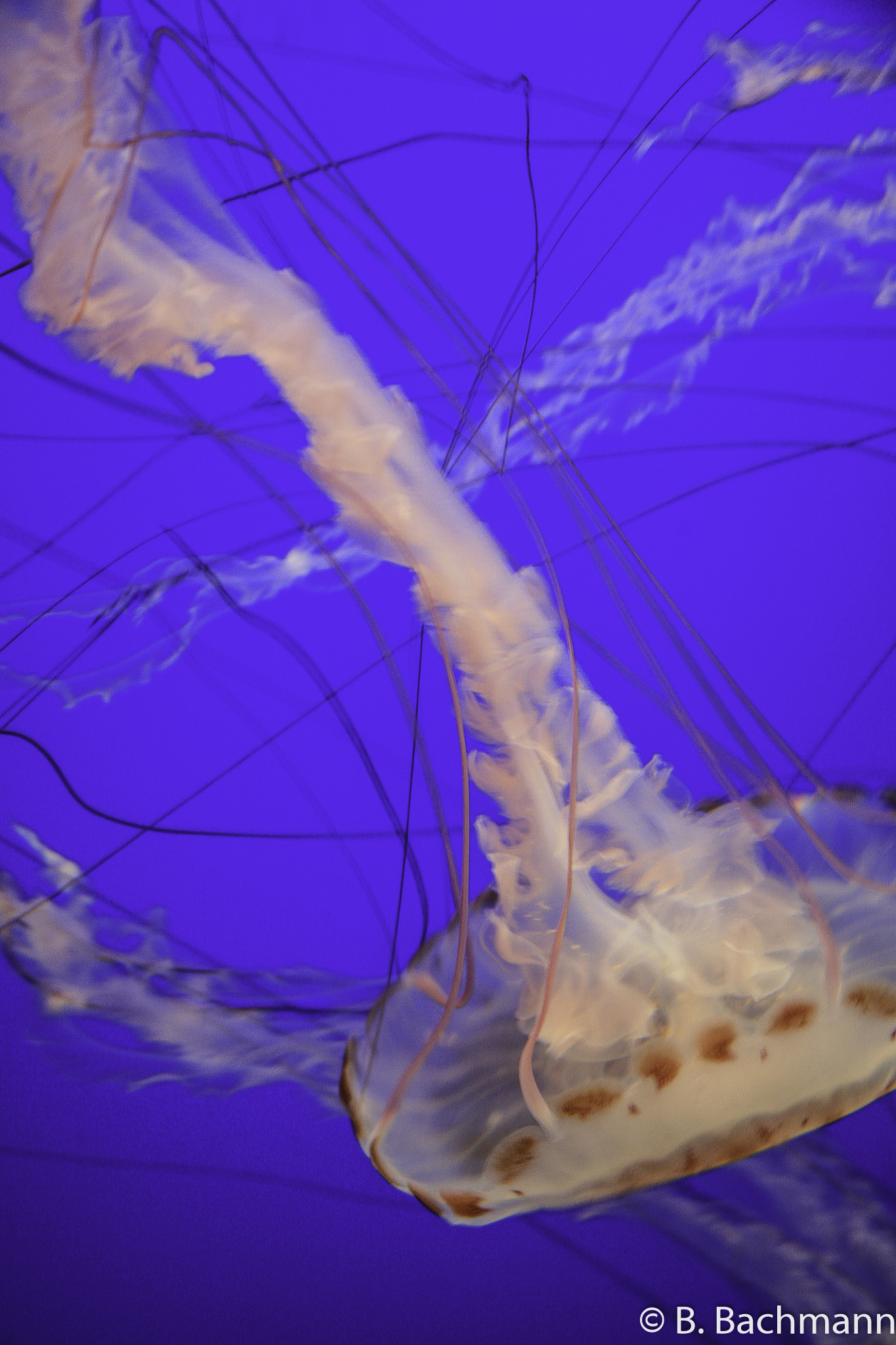 Jellyfish_0081.jpg