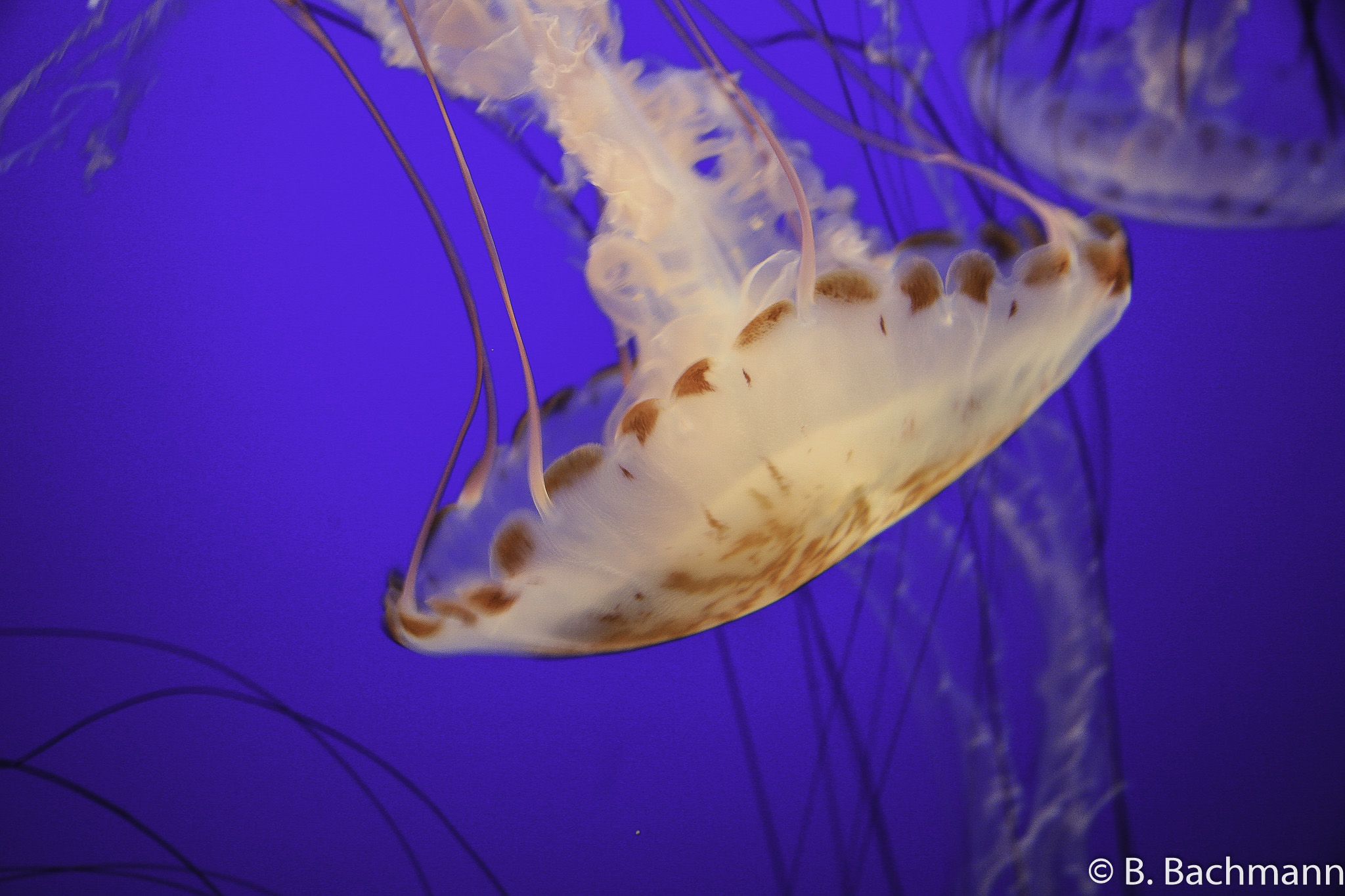 Jellyfish_0082.jpg