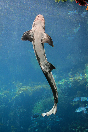 Aquarium-Monterey_0006.jpg