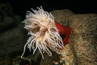 Aquarium-Monterey_0010.jpg