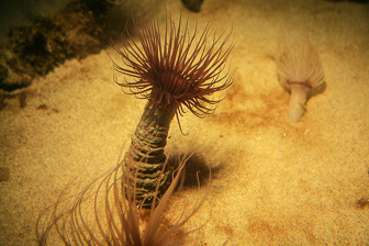 Aquarium-Monterey_0028.jpg