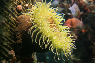 Aquarium-Monterey_0029.jpg