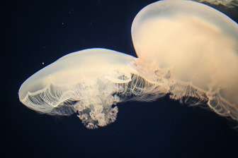 Jellyfish_0006.jpg