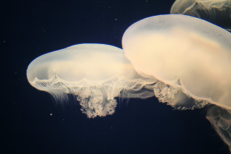 Jellyfish_0007.jpg