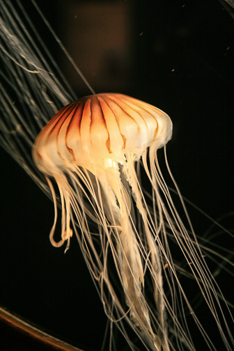 Jellyfish_0009.jpg