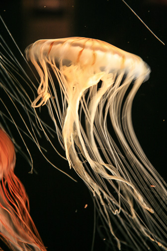 Jellyfish_0010.jpg