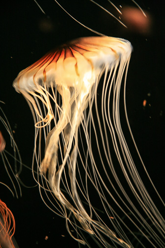 Jellyfish_0011.jpg