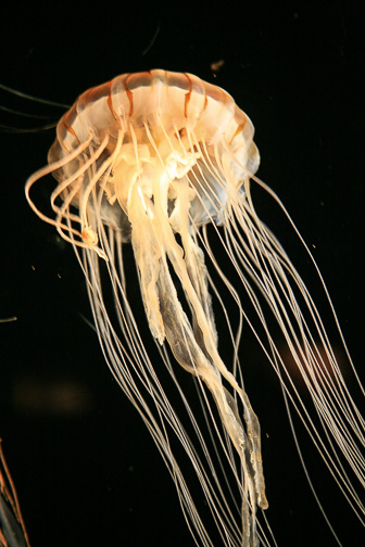 Jellyfish_0012.jpg