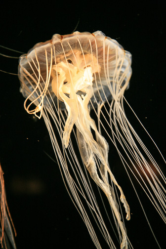 Jellyfish_0013.jpg