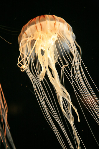 Jellyfish_0014.jpg