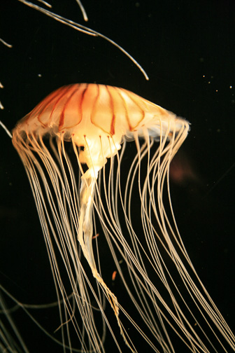 Jellyfish_0016.jpg