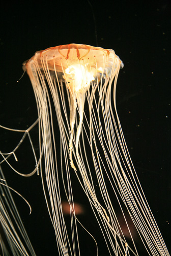 Jellyfish_0018.jpg