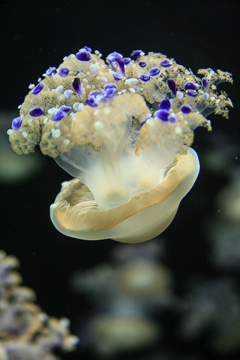 Jellyfish_0019.jpg