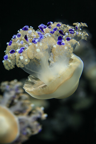 Jellyfish_0021.jpg