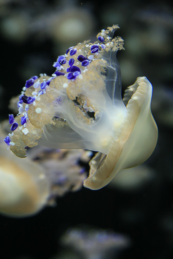 Jellyfish_0022.jpg