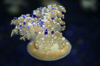 Jellyfish_0024.jpg