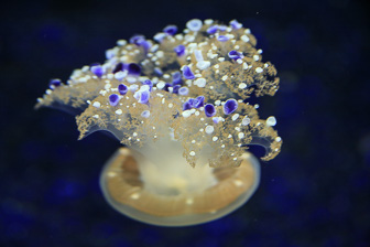 Jellyfish_0025.jpg