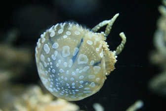 Jellyfish_0028.jpg