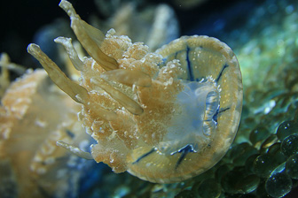 Jellyfish_0030.jpg