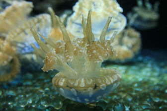 Jellyfish_0032.jpg