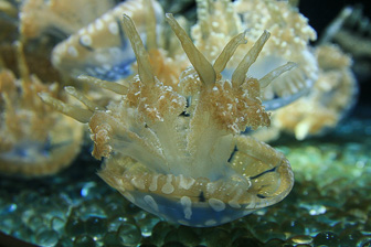 Jellyfish_0033.jpg