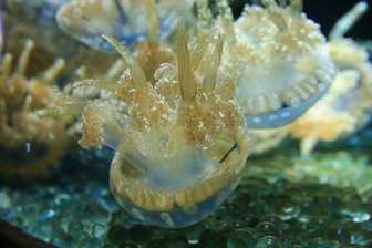 Jellyfish_0034.jpg