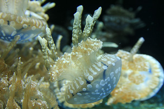 Aquarium Monterey Aquarium Monterey