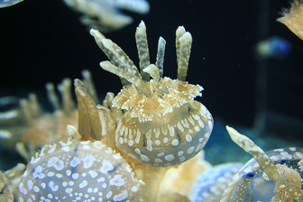 Jellyfish_0038.jpg