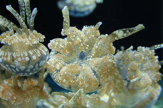 Jellyfish_0039.jpg