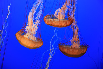 Jellyfish_0041.jpg