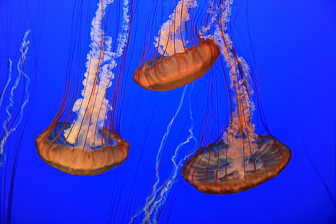 Jellyfish_0042.jpg