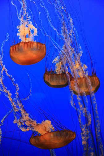 Jellyfish_0045.jpg