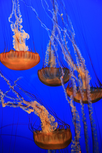 Jellyfish_0046.jpg