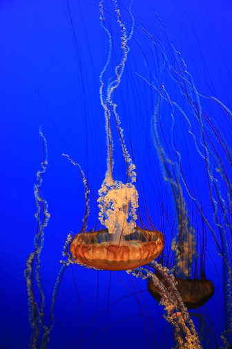 Jellyfish_0047.jpg