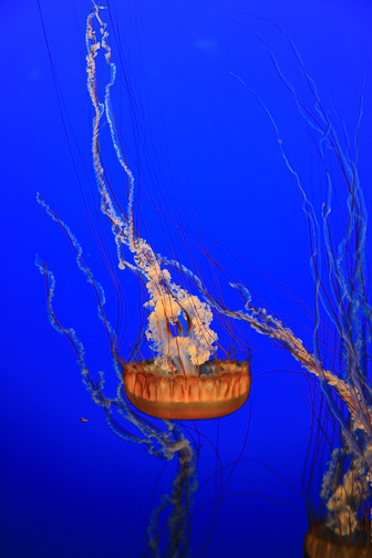 Jellyfish_0048.jpg