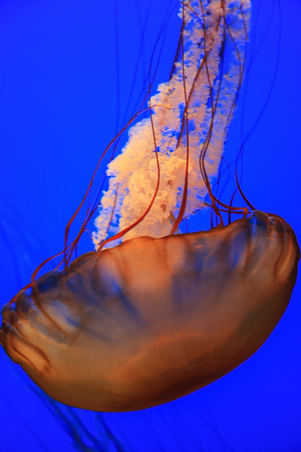 Jellyfish_0049.jpg