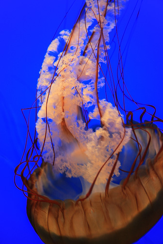 Jellyfish_0050.jpg
