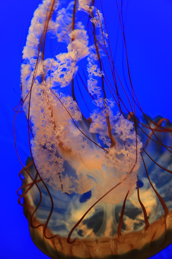 Jellyfish_0051.jpg