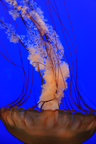 Jellyfish_0052.jpg