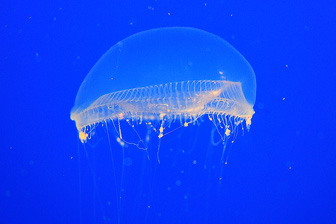 Jellyfish_0055.jpg