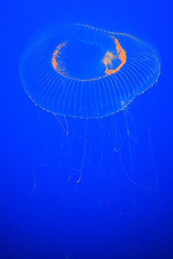 Jellyfish_0056.jpg