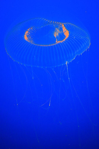 Jellyfish_0057.jpg