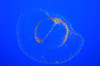 Jellyfish_0058.jpg
