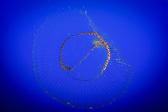Jellyfish_0059.jpg