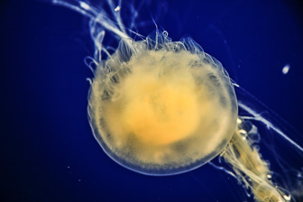 Jellyfish_0060.jpg