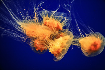 Jellyfish_0061.jpg