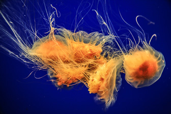 Jellyfish_0062.jpg