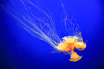 Jellyfish_0063.jpg