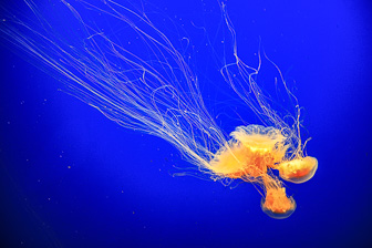 Jellyfish_0064.jpg